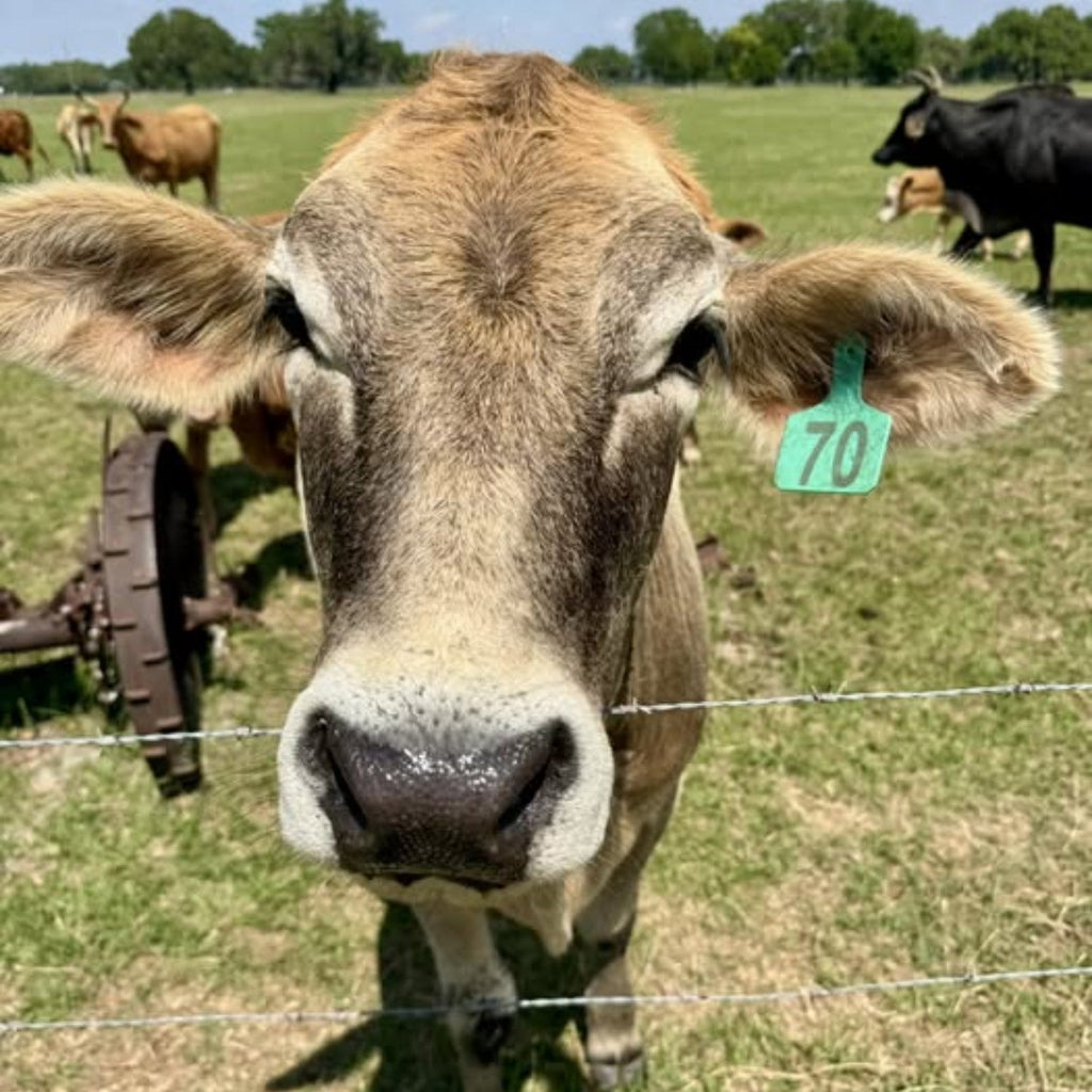 From Ranch Roots to The Stenciled Barn | A Southern Country Story
