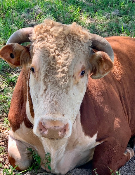 Support Cattle Ranchers Hat